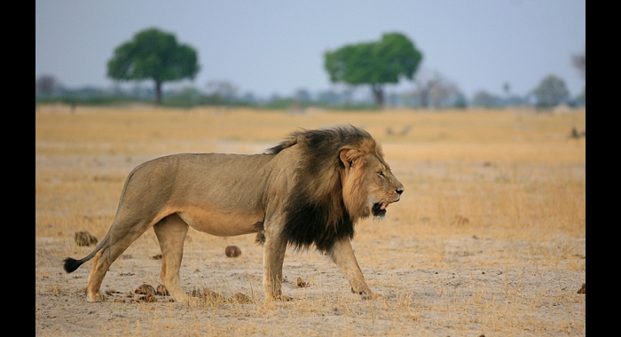 Data Shows Importance of Social Media in Driving Website Traffic Cecil the Lion